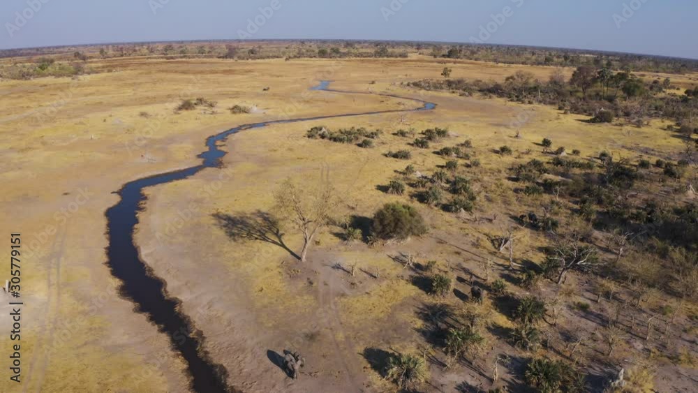 Aerial view of elephants walking along the banks of the Gomoti river that is drying up due to drought, Okavango Delta, Botswana Aerial view of elephants walking along the banks of the Gomoti river that is drying up due to drought, Okavango Delta, Botswana