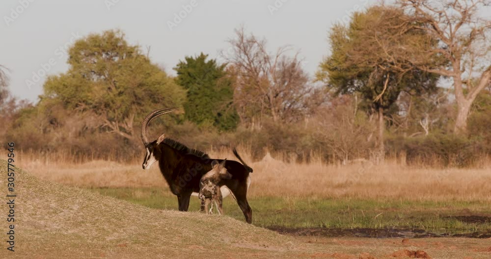 African wild dog interacting with a Sable antelope,Okavango Delta, Botswana African wild dog interacting with a Sable antelope,Okavango Delta, Botswana