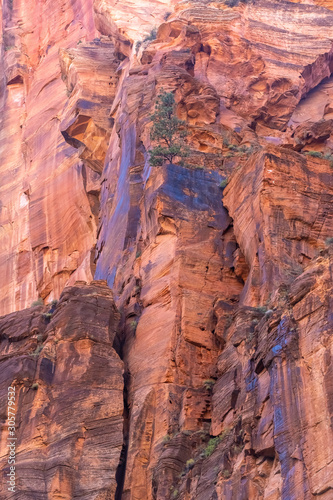 The bright red cliffs of the Amphitheater, Virgin River Walk Trail, Zion National Park, Springdale, Utah, USA
