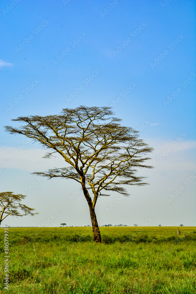 Obraz premium safari in tanzania