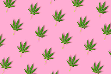 Hemp or cannabis leaf isolated on bright pink background.