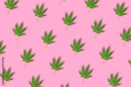 Hemp or cannabis leaf isolated on bright pink background.