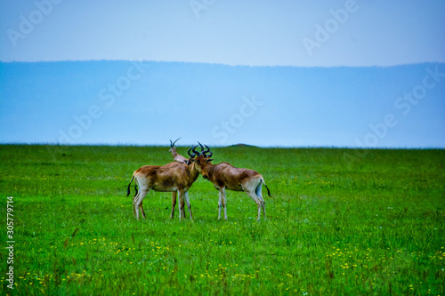 gazelle in the serengeti