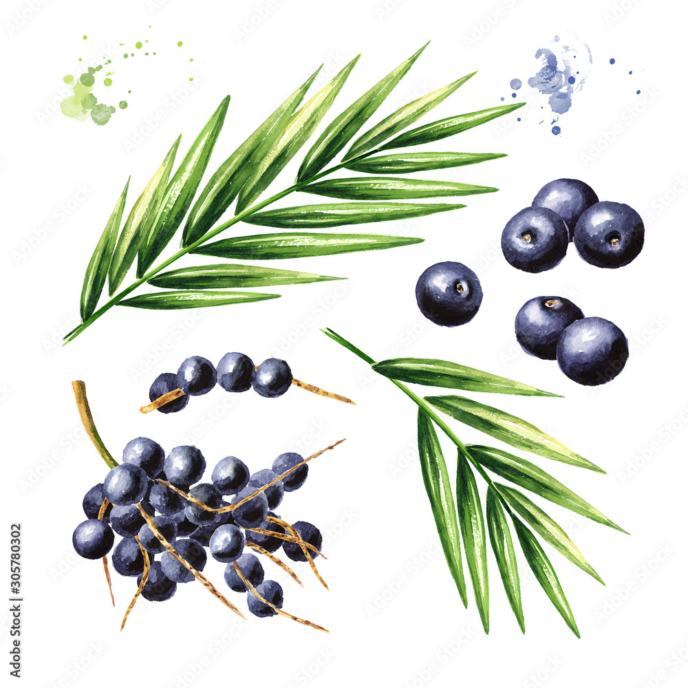 Ταπετσαρία Fresh acai berries on the branch with green leaves set