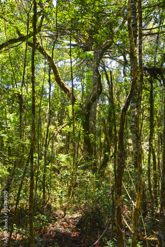 Brazilian forest in the sun, Serra Park, Canela, Brazil