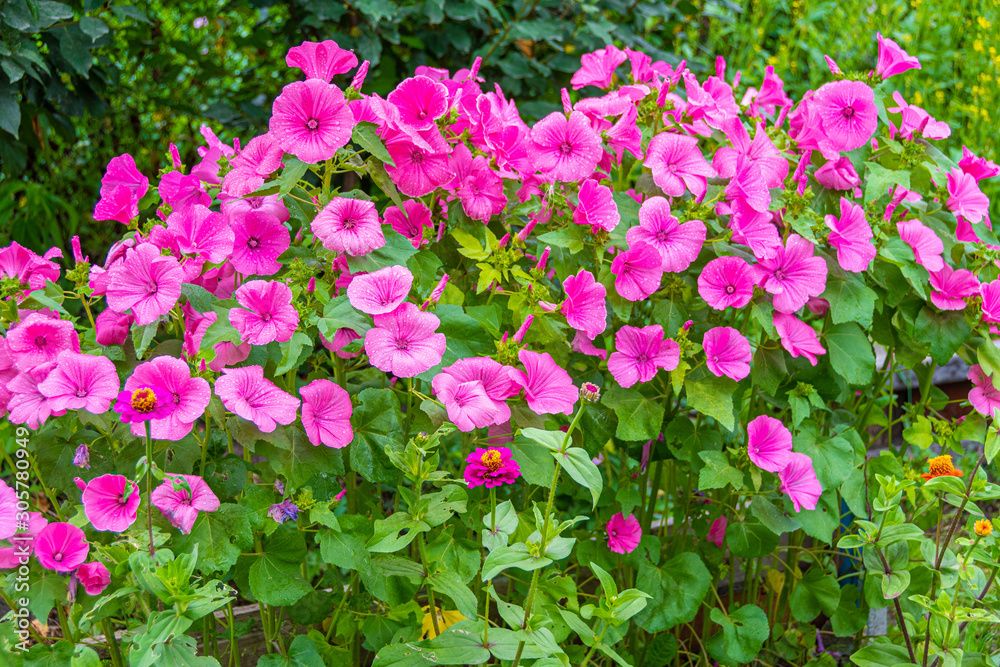 pink petunias on flower bed in garden on sunny summer day