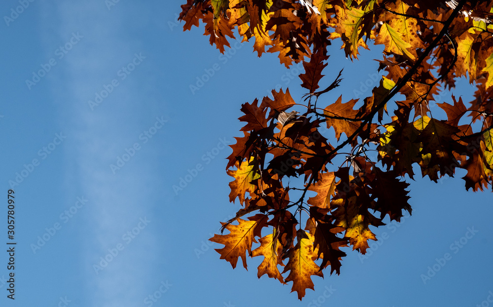 colour leaves of maple colour leaves of maple