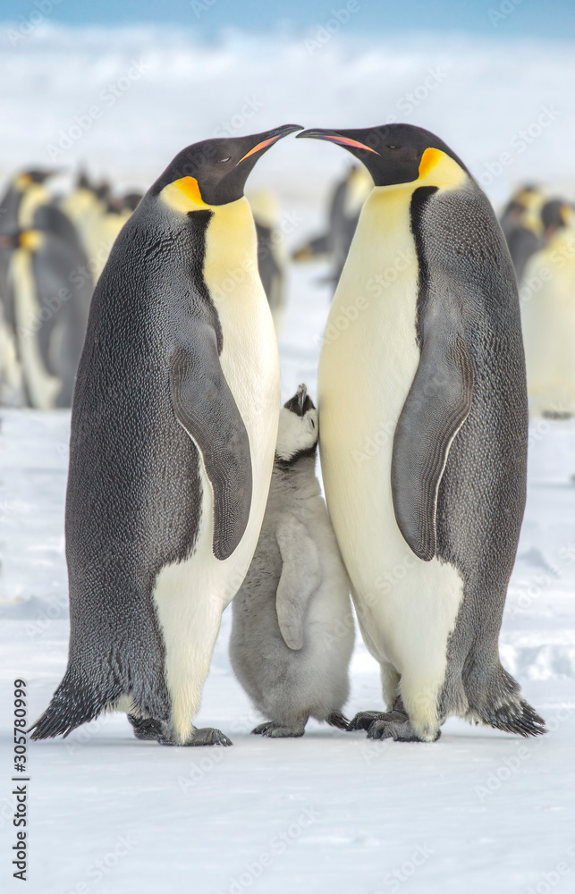 Obraz premium An Emperor Penguin Chick squidged between its parents