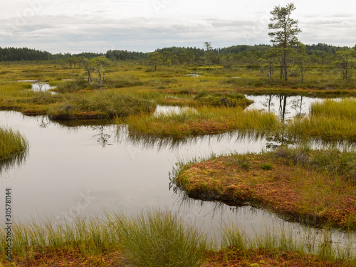 bog landscape with small bog pines, grass, moss and dark bog lake