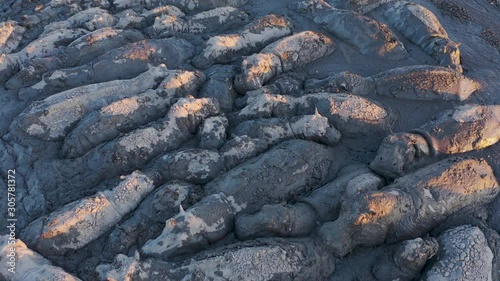 Climate change.Close-up aerial view of a pod of desperate hippopotamus grouped together in a disappearing mud pool in the drying up Lake Ngami due to drought and climate change, Okavango Delta, Botswana photo