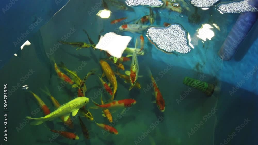 Koi im Hälterungsbecken