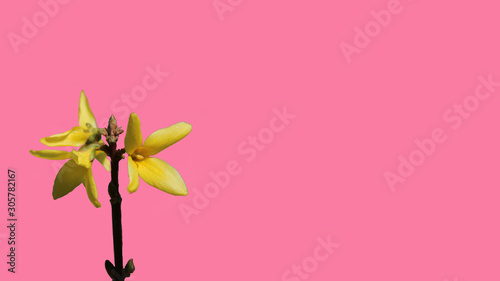 pinwheel on background