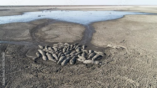 Climate change.Aerial circular view of a pod of desperate hippopotamus seeking refuge in the remaining mud from the drying up Lake Ngami due to drought and climate change, Okavango Delta, Botswana photo