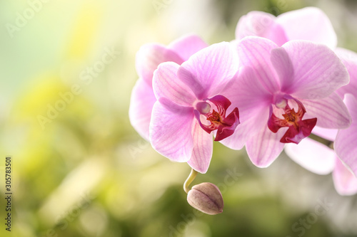 Branch of beautiful pink Phalaenopsis orchid on blurred background, closeup