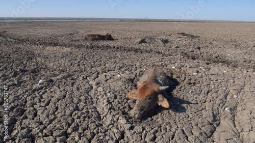 Climate change.Aerial panning view of barely alive trapped cows surrounded by carcasses on the dry Lake Ngami due to drought and climate change, Okavango Delta, Botswana photo