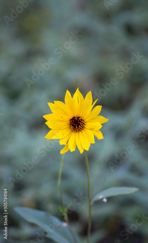 single yellow flower with round leaves