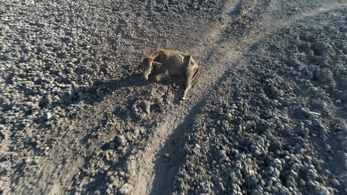 Climate change.Aerial zoom out view of a malnourished and thirsty calf which has collapsed from exhaustion, lies in the middle of dried up Lake Ngami due to drought and climate change,Okavango Delta, Botswana photo