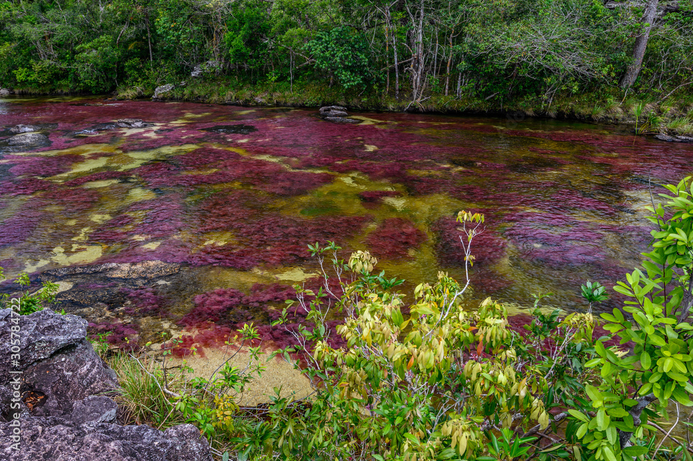 The rainbow river or five colors river is in Colombia one of the most ...