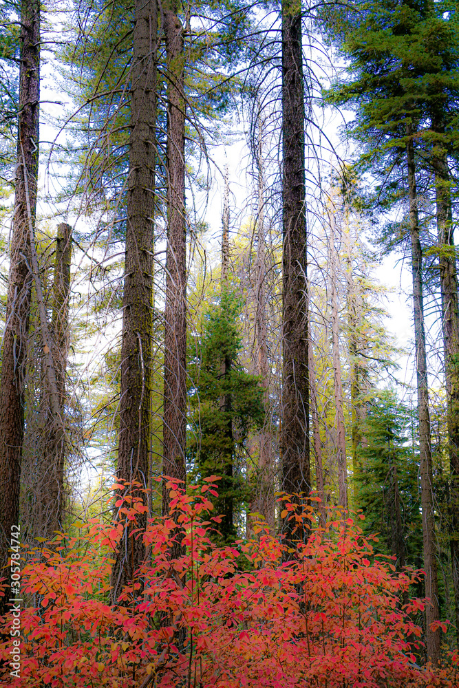 Fototapeta premium Forest in autumn
