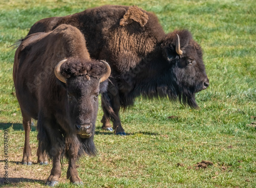 Wild American buffalo (Bison) herds on the grasslands of Antelope Island, Great Salt Lake, Utah, USA