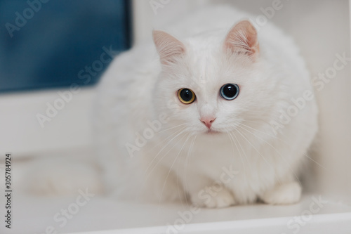 animal with eyes of different colors. Odd-eyed cat with blue and almond eyes. Heterochromia. Turkish Angora cat is sitting on the windowsill.