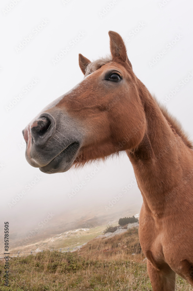 Fototapeta premium Koń górski