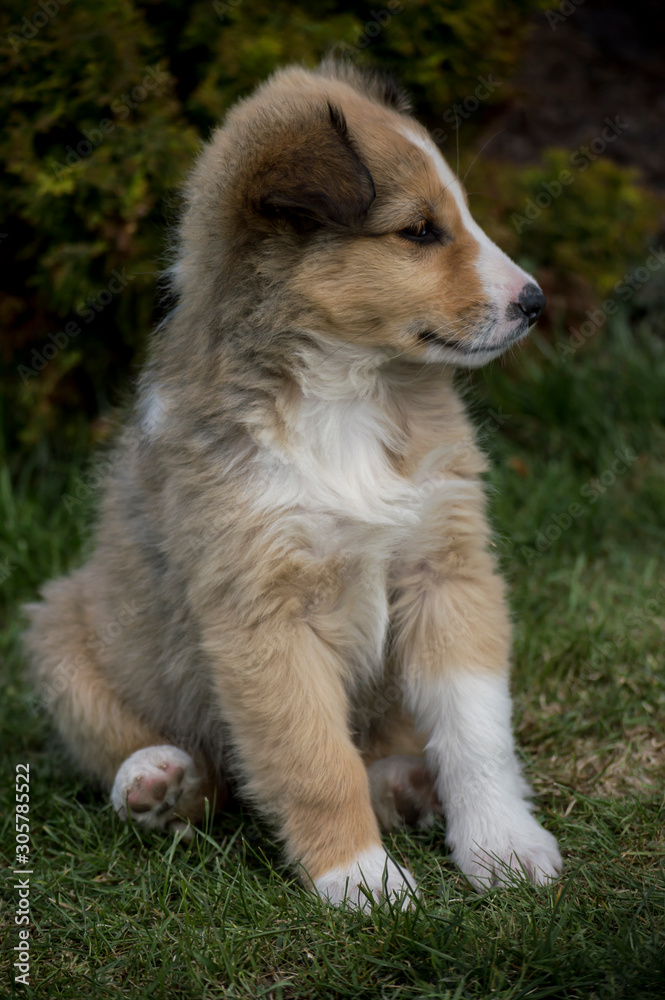 Small collie puppy