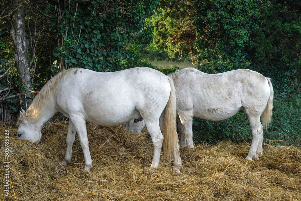 Old mare and stallion under trees. White horses eat hay. The stallion's reproductive organ is visible. Old mare and stallion under trees. White horses eat hay. The stallion's reproductive organ is visible.