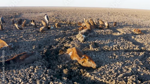 Climate change.Aerial close-up view of bearly alive trapped cows. Behind them, scavenger birds feed on animal carcasses scattered about the dry Lake Ngami due to drought and climate change, Okavango Delta, Botswana photo