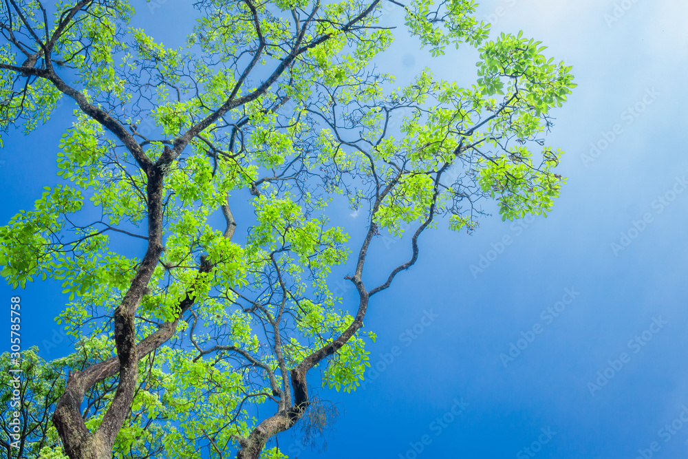 Fototapeta premium Tree with beautiful blue sky (view up)