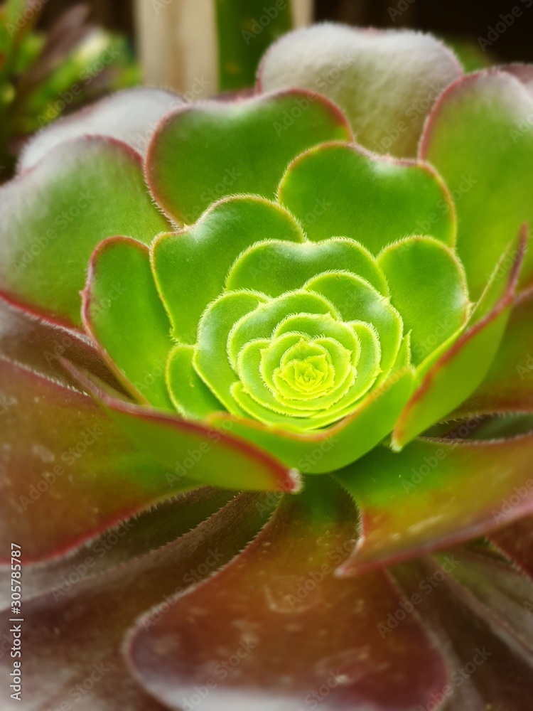 Green Flower Green Flower
