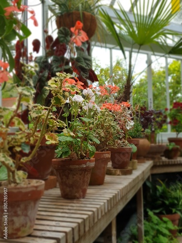 Row of Pot plants in greenhouse