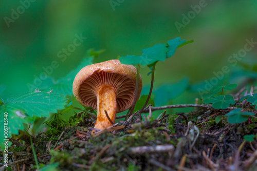 Mushroom (Chroogomphus helveticus) close up photo