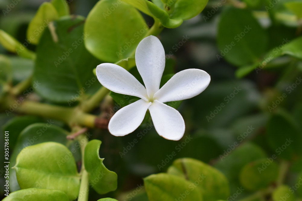 Obraz premium flower