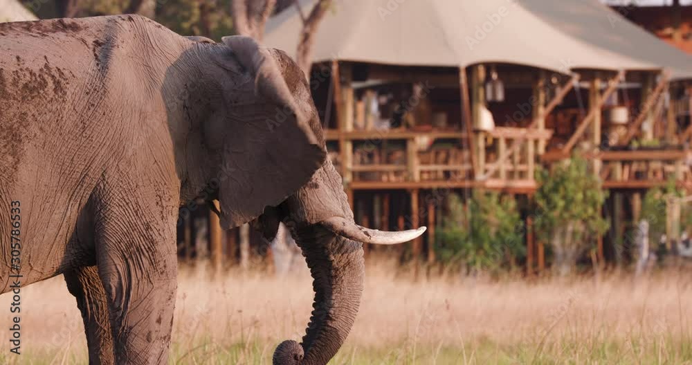 Close-up view of an elephant feeding in front of Sable Alley Safari Camp, Okavango Delta, Botswana