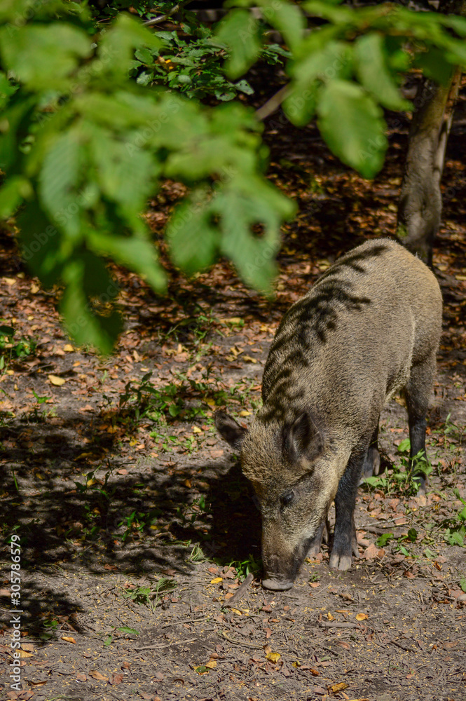 Wild boar Wild boar