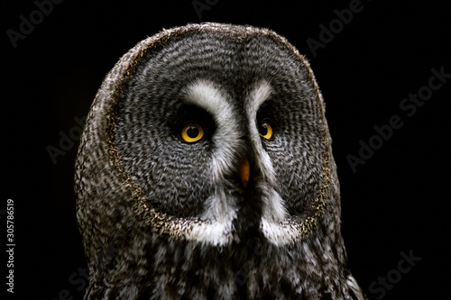 Portrait of a great grey owl (Strix nebulosa) isolated on a black background