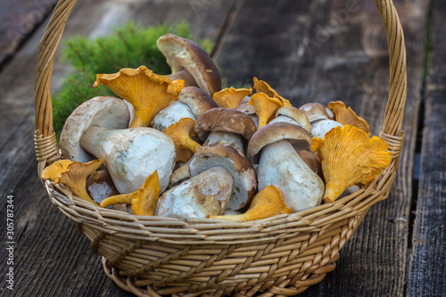 Basket with forest mushrooms on a wooden background