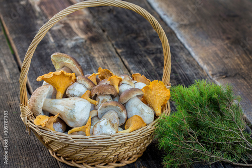 Basket with forest mushrooms on a wooden background