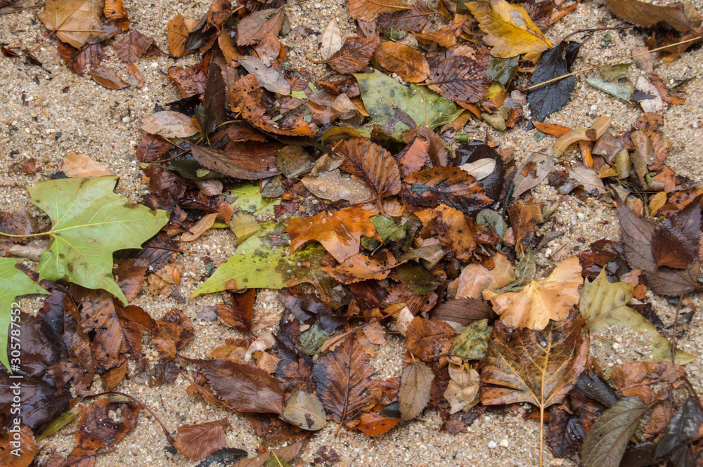 leaves of different rain-wet trees fallen on a sand background