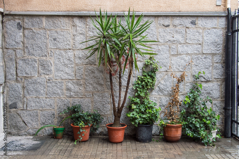 set of pots with plants in the outside courtyard of a house