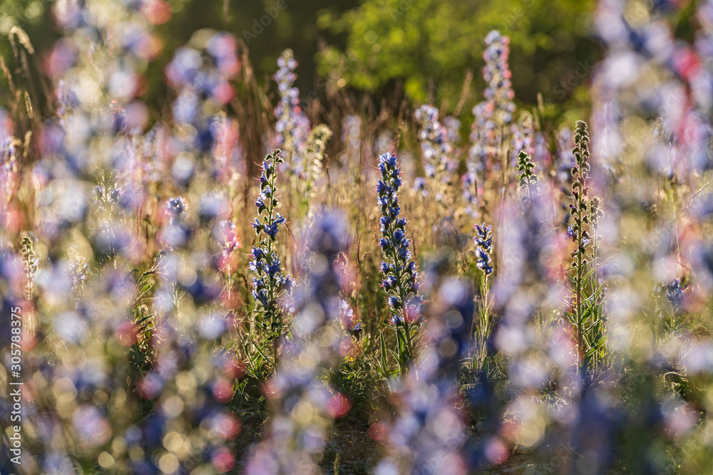 Vipers Bugloss or Blueweed (Echium vulgare) blossom field.  Blue blooming flower, natural environment.