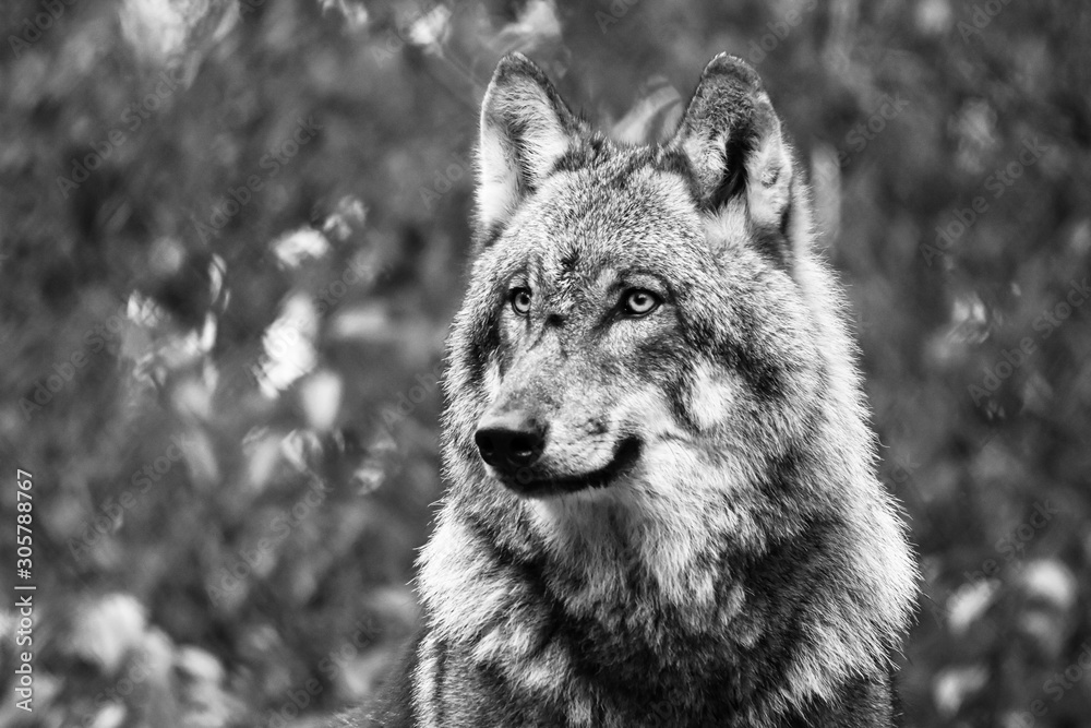 Wildlife in Nord Deutschland