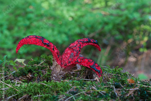 Red Clathrus archeri in the forest. Devil's fingers. photo