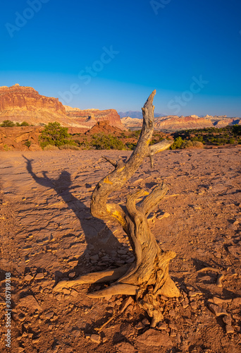 The dramatic beuty of dead desert trees, Capitol Reef National Park, south-central Utah, USA © Luis