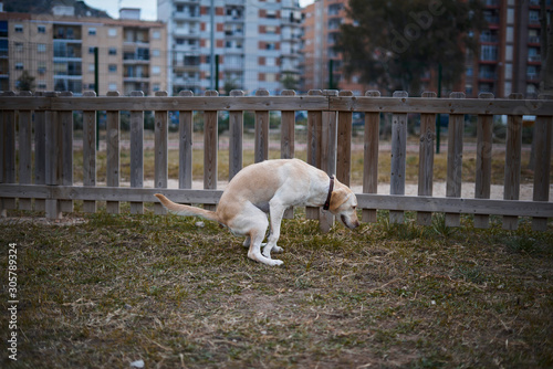 Labrador dog pooping in the park with wooden fence in the background