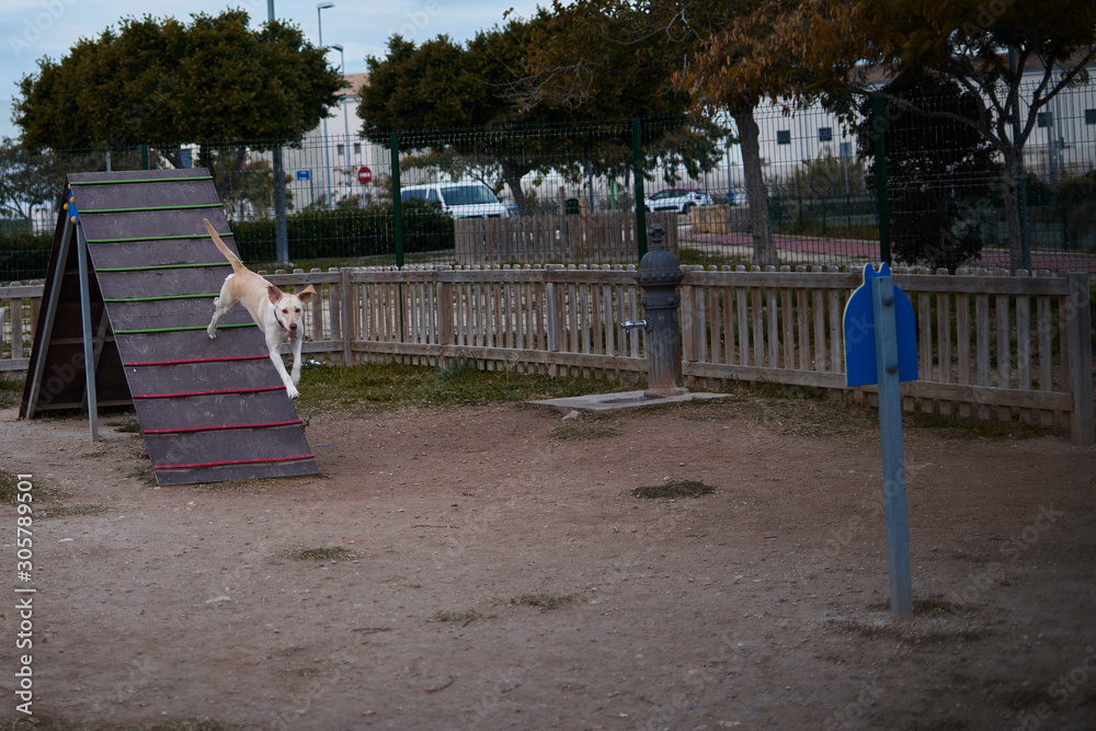labrador dog playing in agility park on a ramp