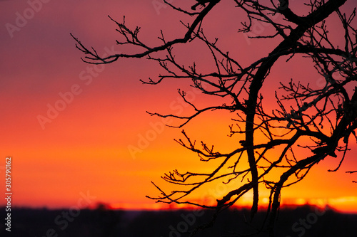 Bur oak branch against a colorful orange and red sunset.