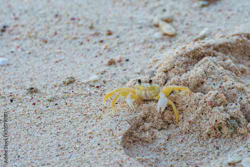 Yellow Crab on the beaches of Curacao