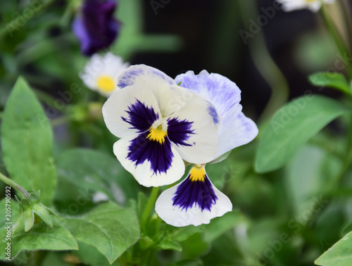 violet pansy flowers